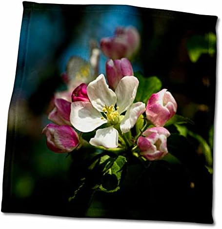 3. Бели цветя раци ябълки с розови пъпки около снимки - Кърпи задържани стил (twl-270513-3)